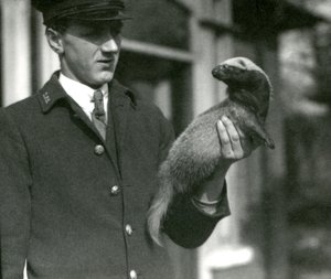 Keeper Leslie Flewin Holding a Grison, London Zoo, 1923